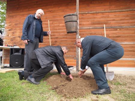 Posaditev trte Gaberke